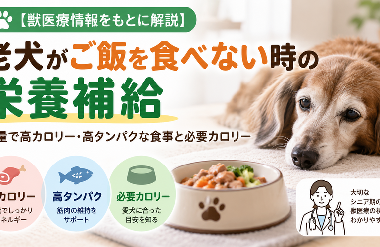 【獣医療情報をもとに解説】老犬がご飯を食べない時の栄養補給｜少量で高カロリー・高タンパクな食事と必要カロリー