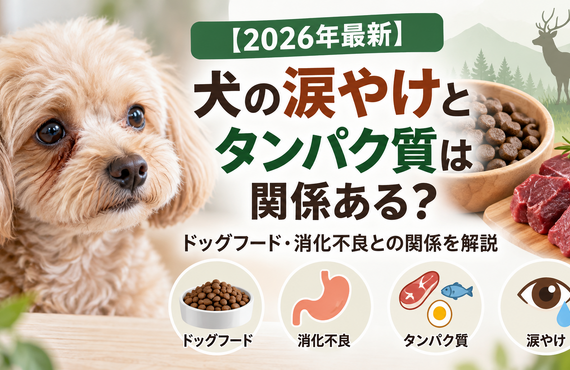 【2026年最新】犬の涙やけとタンパク質は関係ある？ドッグフード・消化不良との関係を解説