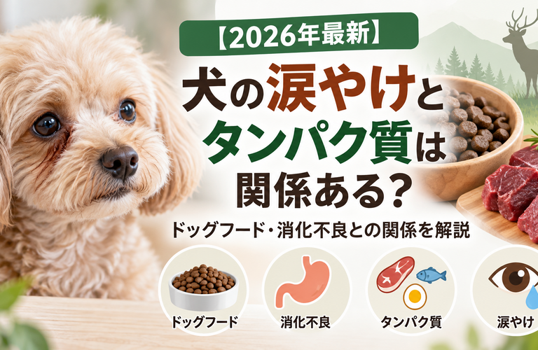 【2026年最新】犬の涙やけとタンパク質は関係ある？ドッグフード・消化不良との関係を解説