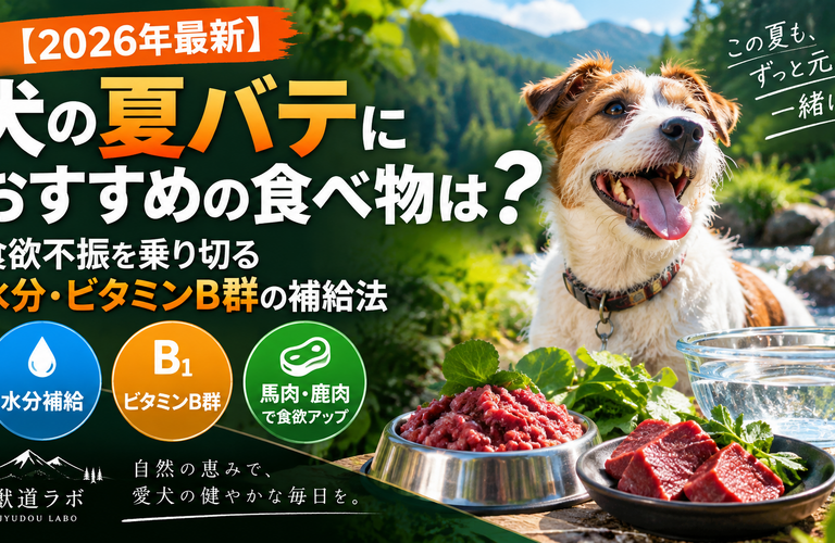 【2026年最新】犬の夏バテにおすすめの食べ物は？食欲不振を乗り切る水分・ビタミンB群の補給法
